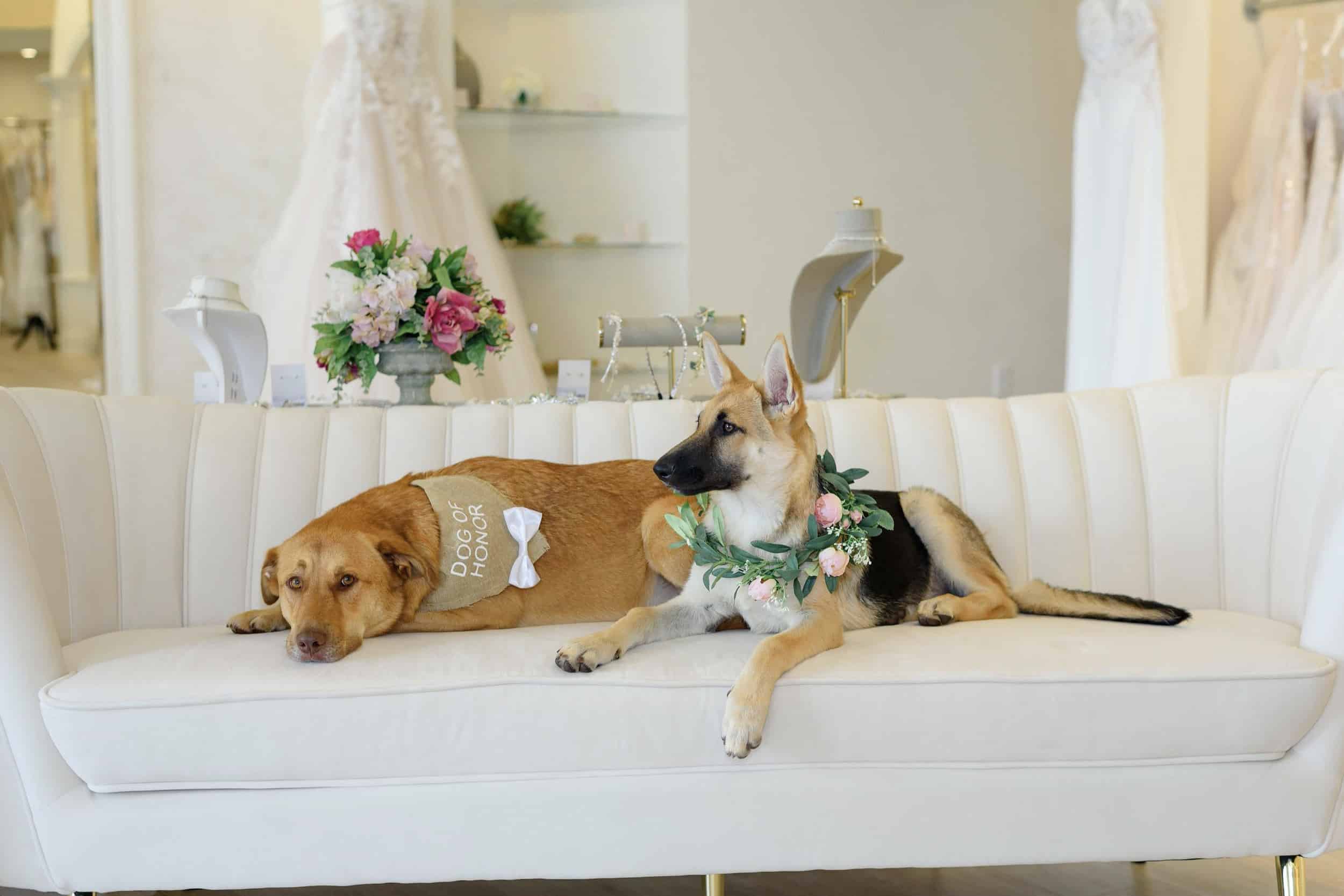 2 wedding dogs on couch
